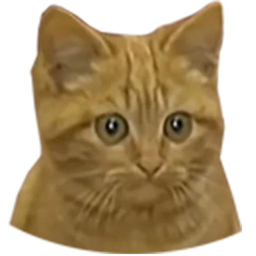 cat small to medium-sized cats animal