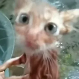 Sticker мокарчик - 5