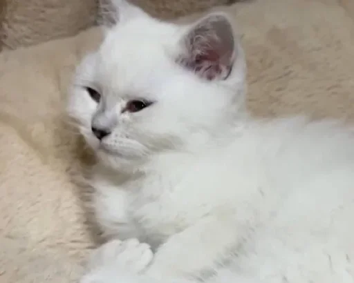 животное млекопитающее кошка