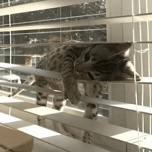 Cats cats Cats @TechShreyash - 