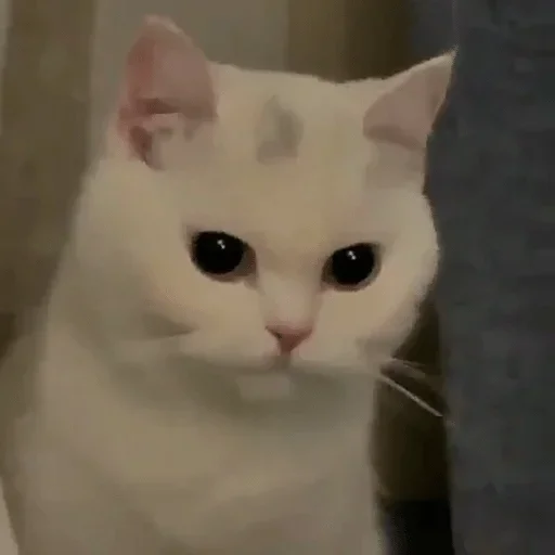 Стикер Cats cats Cats @TechShreyash - 10