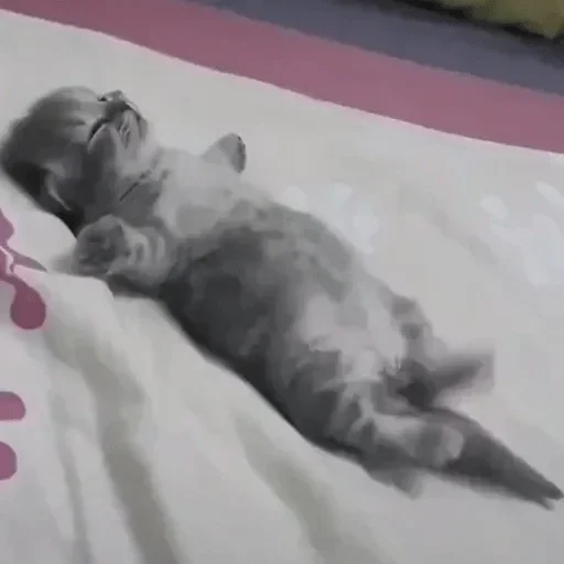 Стикер Cats cats Cats @TechShreyash - 8