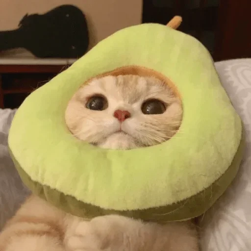 Стикер Cats cats Cats @TechShreyash - 6