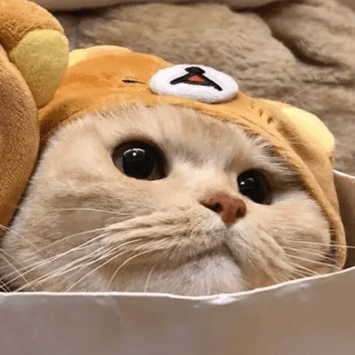 Стикер Cats cats Cats @TechShreyash - 5