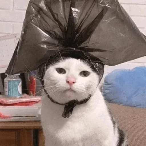 Стикер Cats cats Cats @TechShreyash - 4