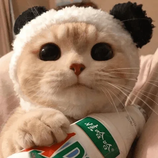 Стикер Cats cats Cats @TechShreyash - 3