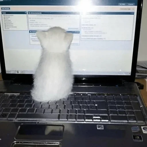 Стикер Cats cats Cats @TechShreyash - 2