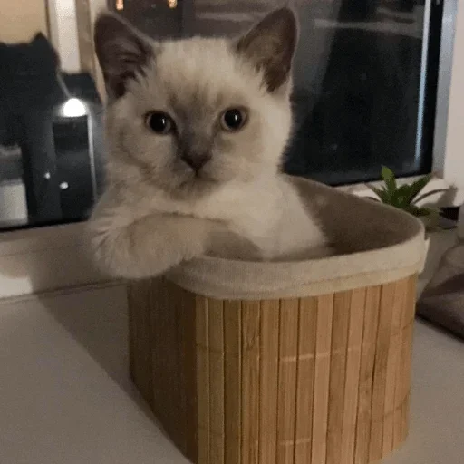 Стикер Cats cats Cats @TechShreyash - 1