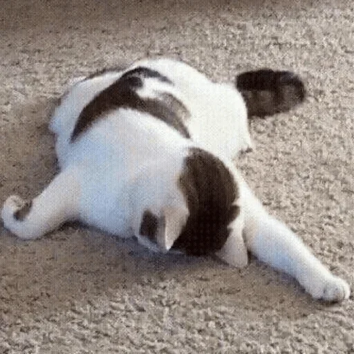 Стикер Cats cats Cats @TechShreyash - 0