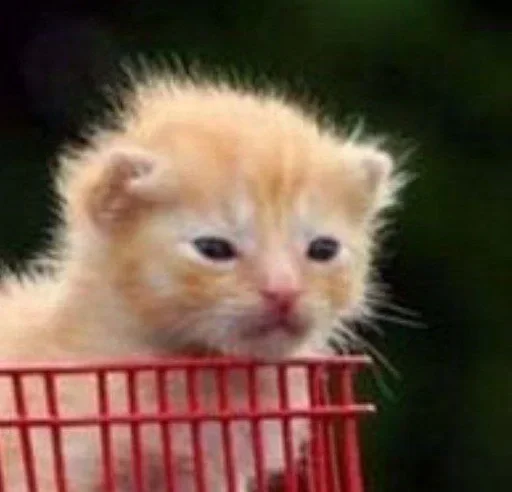 Стикер ultramegakrutoenazvanie_228 :: @fStikBot - 5