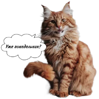 Sticker Рыжие коты 👉 @umamari - 11