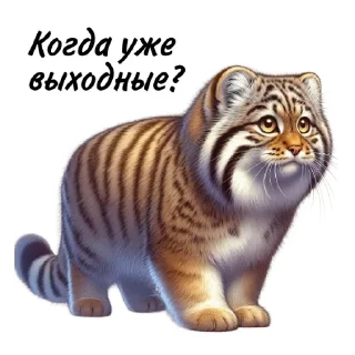 Sticker Манул от @umamari - 6