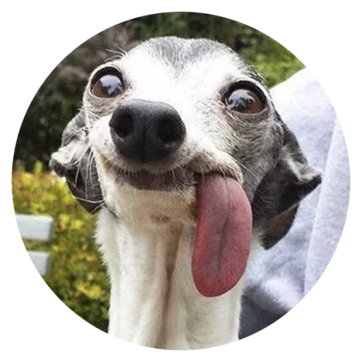 умные песели @anime4_arts - 