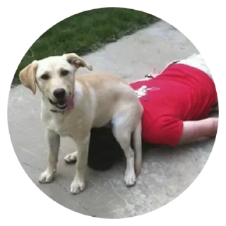 Стикер умные песели @anime4_arts - 6