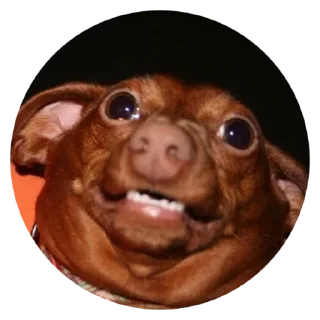 Стикер умные песели @anime4_arts - 4