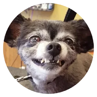 Стикер умные песели @anime4_arts - 2