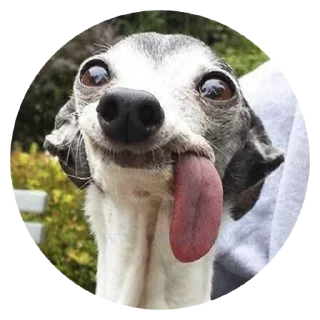 Стикер умные песели @anime4_arts - 0