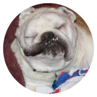 Стикер умные песели @anime4_arts - 9