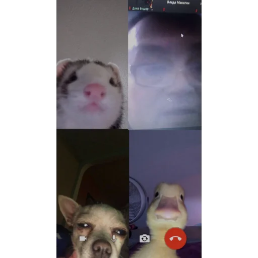 Sticker Увімкни камеру 🔞 - 2