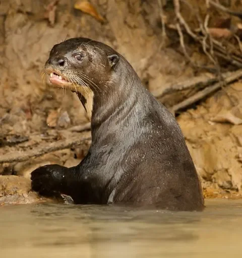 animal mammal marine mammal