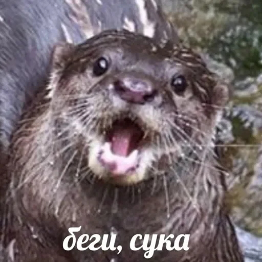 animal mammal otter