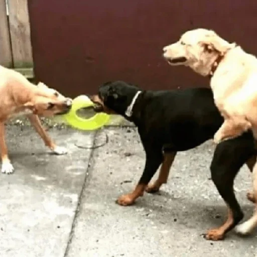 Sticker unyhbg_by_stickers_stealer_bot - 1