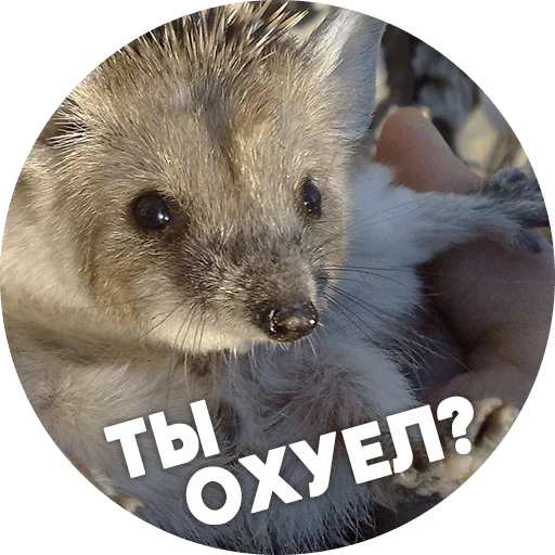 животное млекопитающее рыло