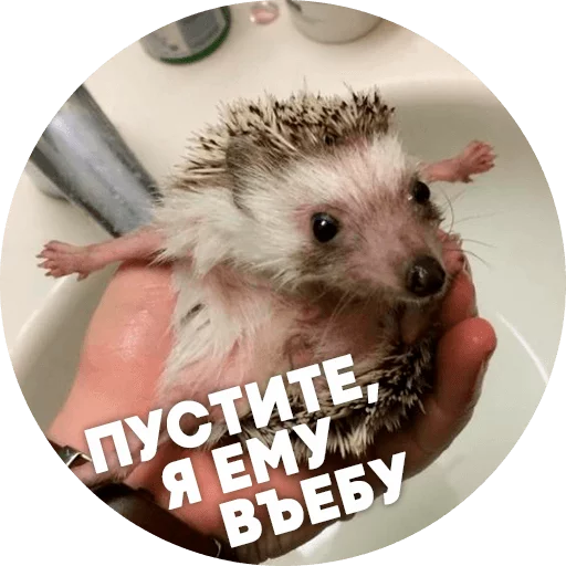 animal mammal hedgehog