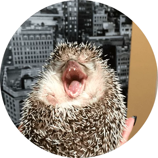 animal mammal hedgehog