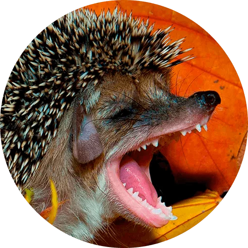 animal mammal erinaceidae