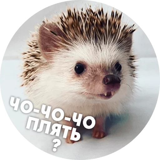 animal mammal hedgehog