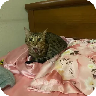 Sticker урагначик💕 - 8