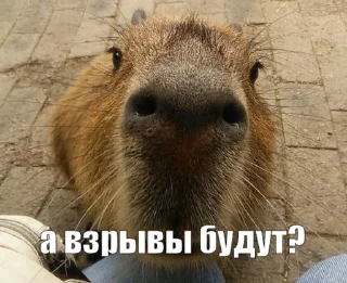 Sticker критическая масса урана 238 - 4