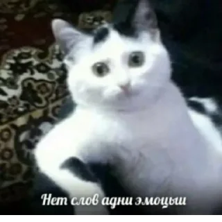 Стикер lol - 1