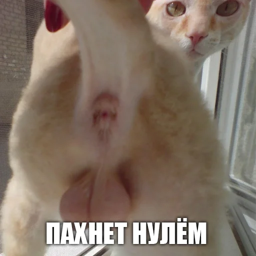 Стикер urkkkk - 1