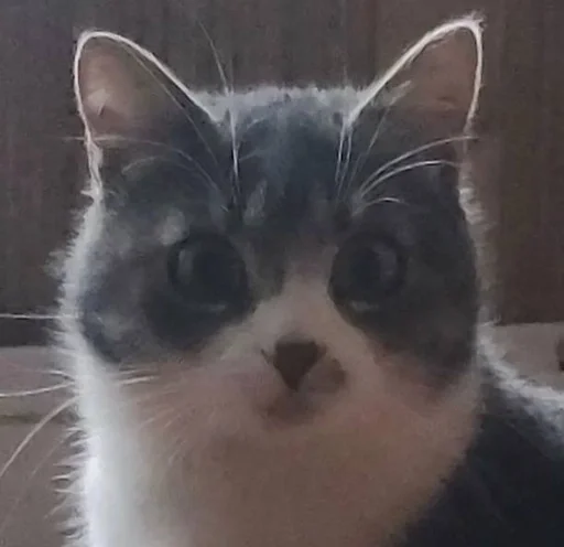 Стикер go kitty go :: @fStikBot - 3