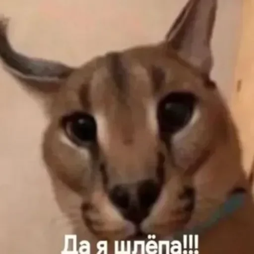 Sticker userpack24068_by_DuoSticker_bot - 1