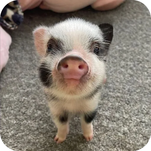 Стикер userpack24934_by_decortgbot - 1