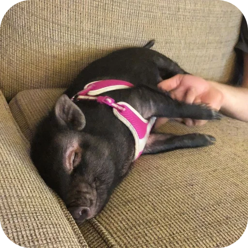 Стикер userpack24934_by_decortgbot - 1