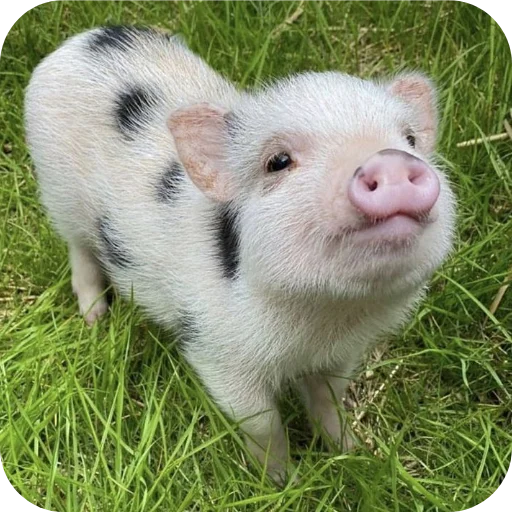 Стикер userpack24934_by_decortgbot - 1