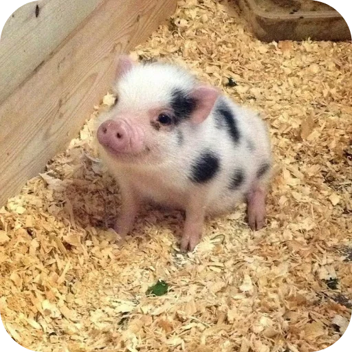 Стикер userpack24934_by_decortgbot - 1