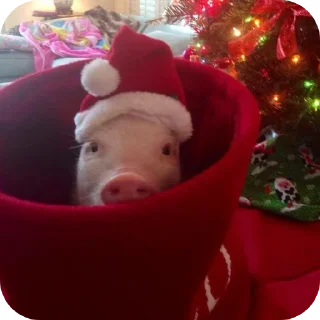 Стикер Кот by @decortgbot - 9