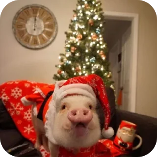 Стикер Кот by @decortgbot - 5