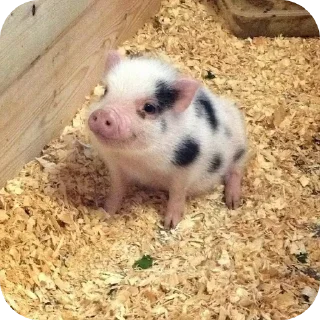 Стикер Кот by @decortgbot - 2