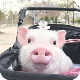 Стикер Кот by @decortgbot - 8