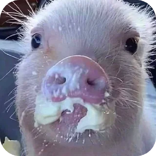 Стикер Кот by @decortgbot - 7