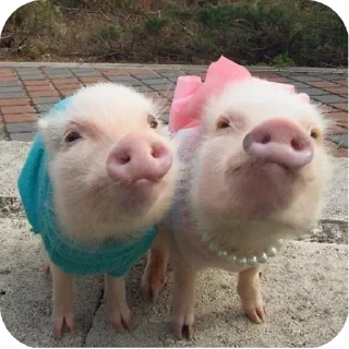 Стикер Кот by @decortgbot - 6