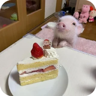 Стикер Кот by @decortgbot - 4