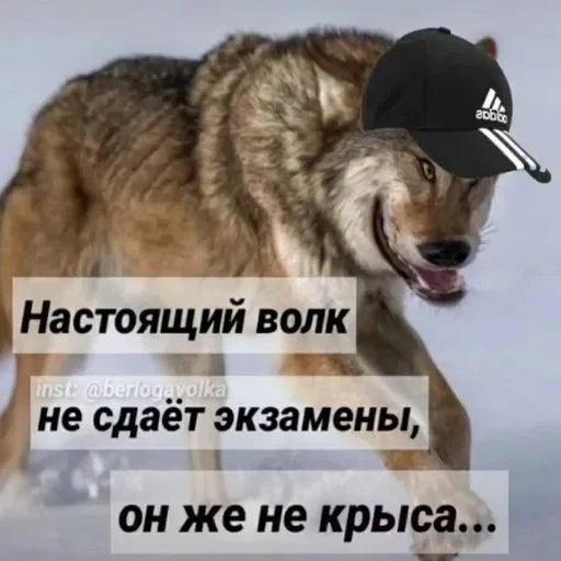 Sticker userpack64279_by_DuoSticker_bot - 1