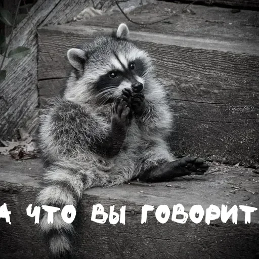 Sticker userpack96693_by_DuoSticker_bot - 1